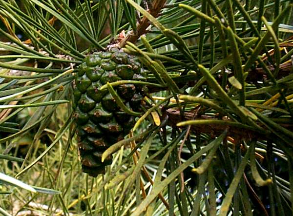 Scots pine - 'green'