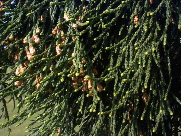 Leaves of giant redwood