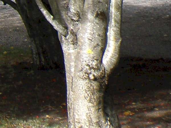 Bark of a Rowan tree