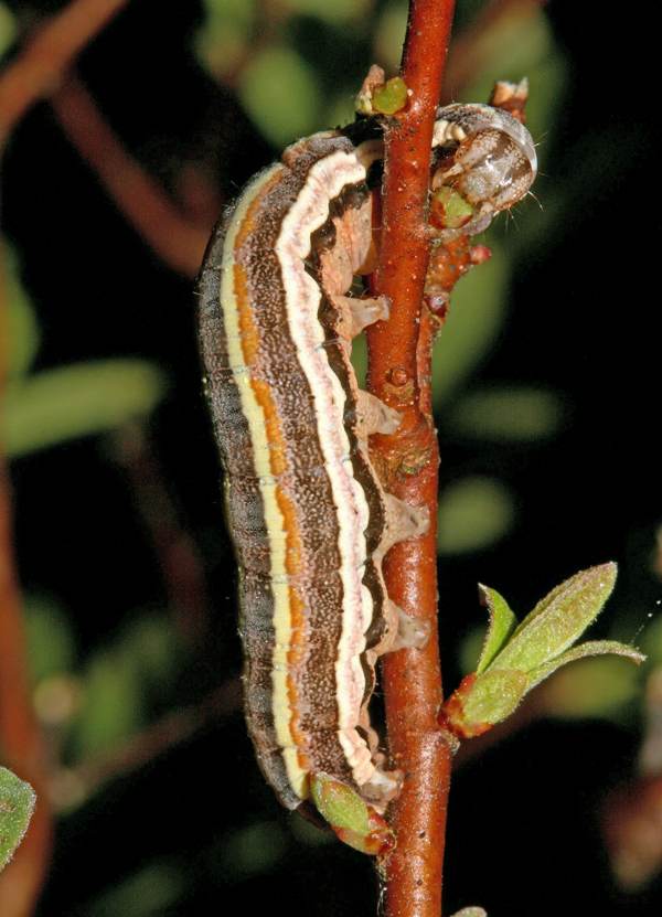 Larva of the Rosy Marsh Moth