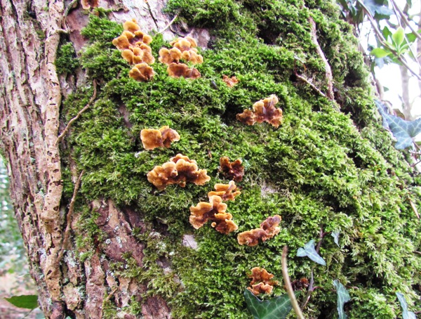 Fungi and lichens at Pengelli