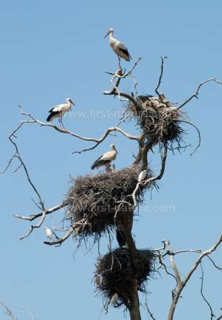 A colony of Storks - one of many such colonies found in the Park