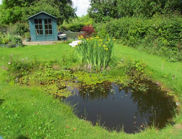 A well established garden wildlife pond