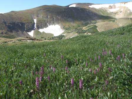 Elephant's Head flowering in the Rocky Mountains National Park