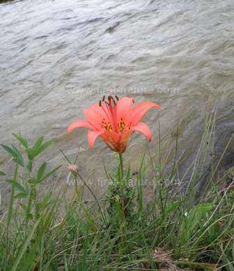 Lilium philadelphicum, Wood Lily or Rocky Mountain Lily