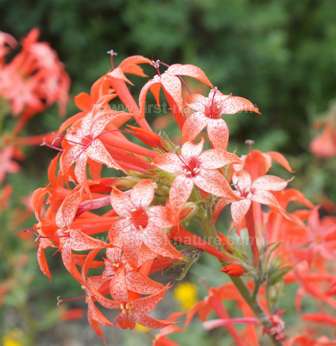 Skyrocket - one of the lovely flowers common in Grand Teton National Park