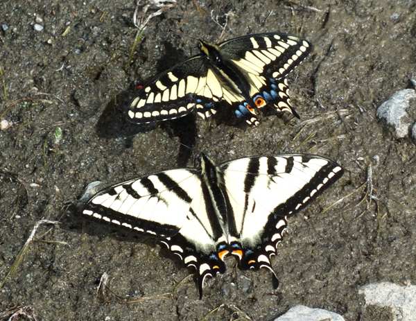 Top Anise Swallowtail Butterfly and below Western Tiger Swallowtail
