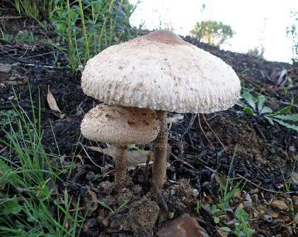 Edible Parasol Mushrooms