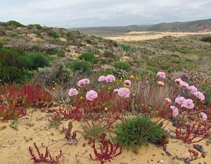 Colourful sand dunes in the Algarve spring
