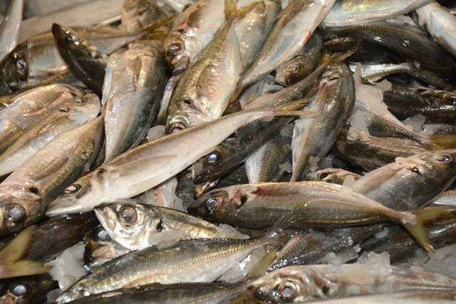 Carapau - a mackerel-type popular in the Algarve