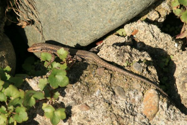 Iberian Wall Lizard