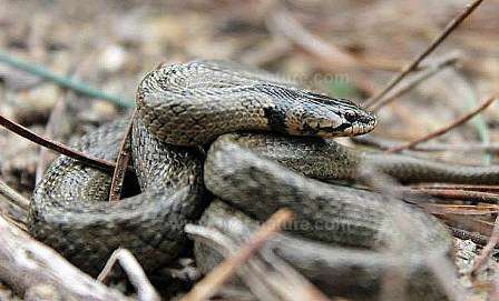 False Smooth Snake