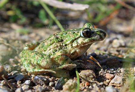Parsley Frog