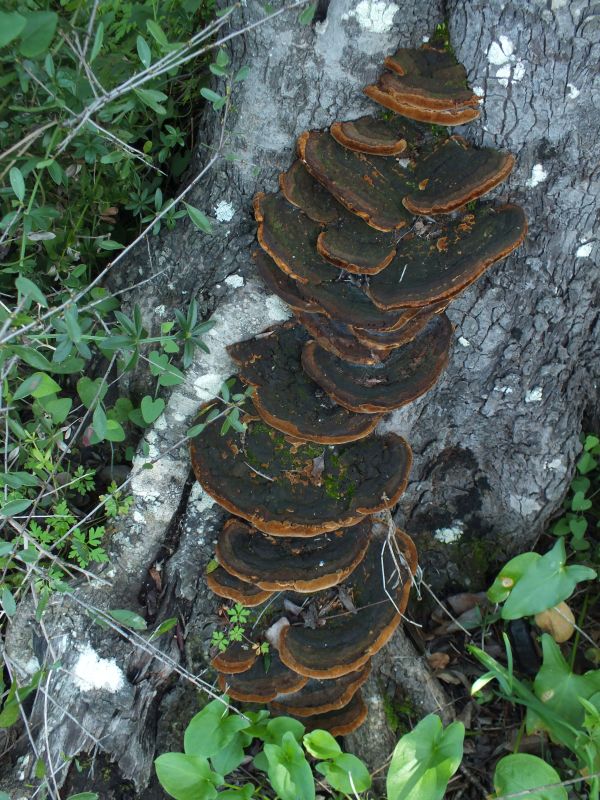 A bracket fungus thrives on an oak tree