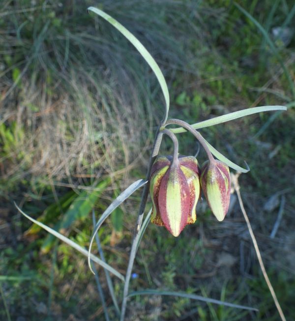 Fritillaria lusitanica at Ria Formosa