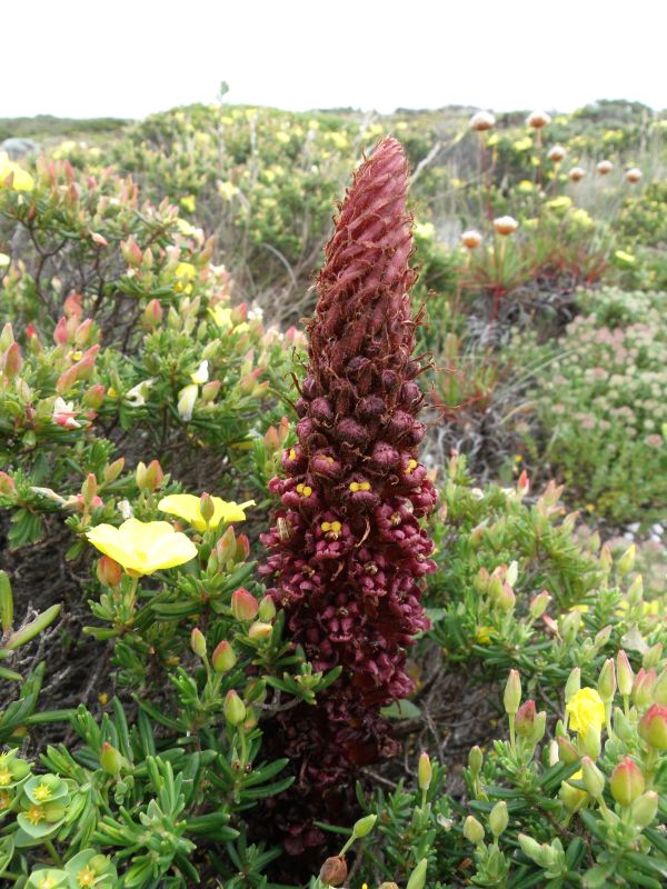 A broomrape at Cape St. vincent