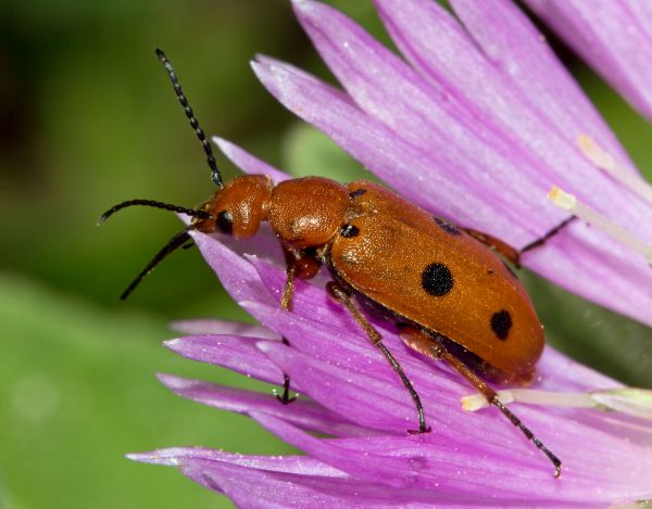 A beetle investigates one of the Algarve's numerous flowers