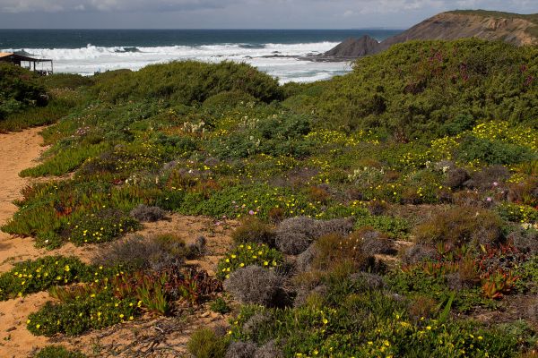 Flowery shrubs on the Algarve cliffs

