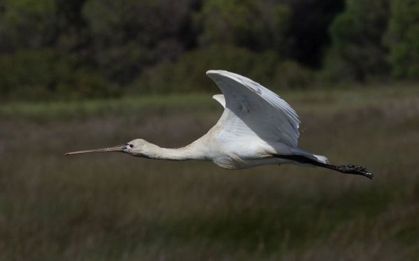 A Spoonbill takes flight