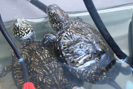 Baby European Turtles being reared in a tank at Rias