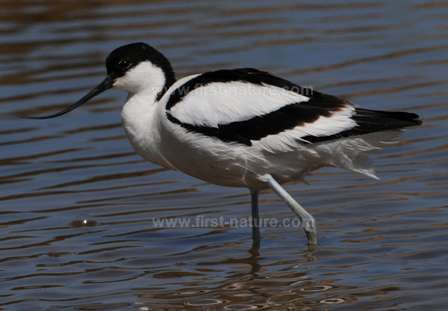 Pied Avocet