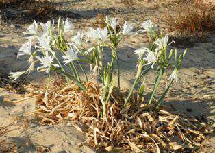 The Sea Daffodil grows on beaches in summer