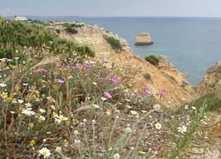Wildflowers on the clifftops