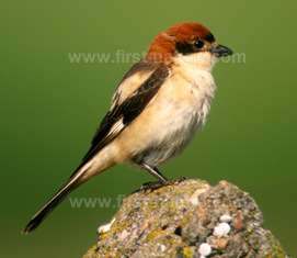 The Woodchat Shrike is a summer visitor to the Algarve
