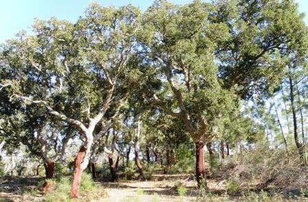 Mixed Cork Oak and Pine woodland