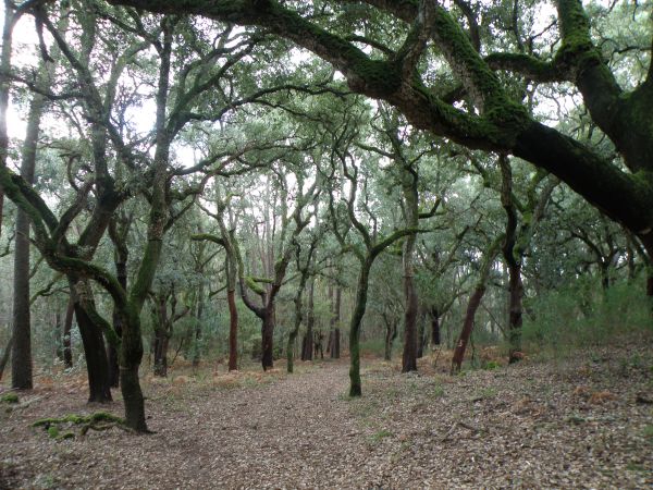 Cork Oak and Pine woodland near Monchique
