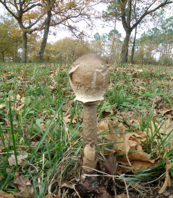 Parasol mushroom in a woodland clearing
