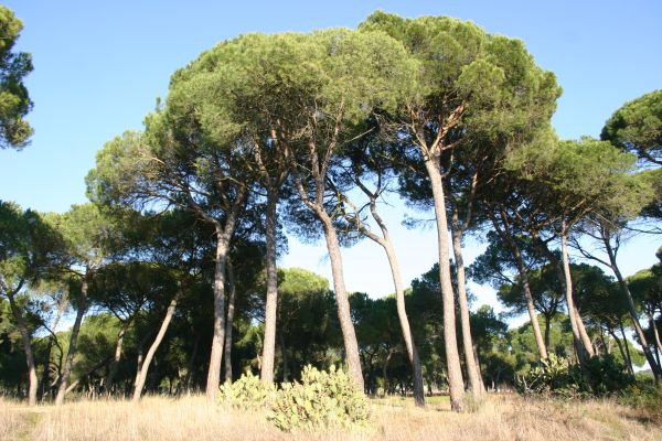 Umbrella Pines close to the Algarve coast
