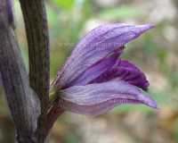 Limodorum abortivum - Violet Limodore