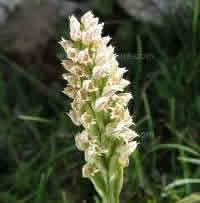Neotinea maculata - Dense-flowered Orchid