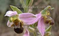 Ophrys apifera - Bee Orchid