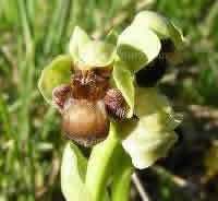 Ophrys bombyliflora - Bumblebee Orchid