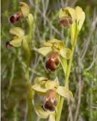 Ophrys dyris - Omega Ophrys