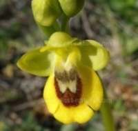 Ophrys lutea - Yellow Bee Orchid