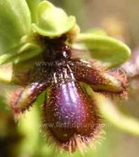 Ophrys speculum sp lusitanica