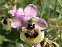 Ophrys tenthredinifera - Sawfly Orchid