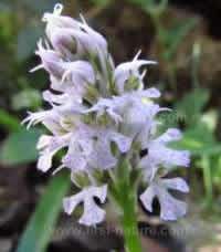 Orchis conica - Conical Orchid