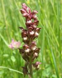 Orchis coriophora - Bug Orchid