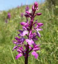 Orchis olbiensis - Southern European Early Purple Orchid