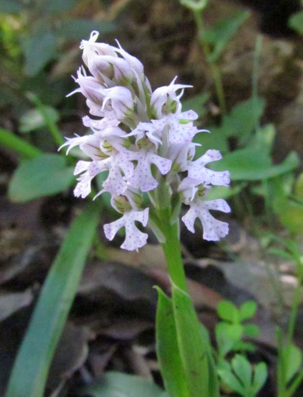 Conical Orchid near River Algibre