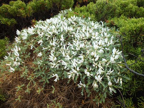 Astragalus tragacantha ssp. vicentinus