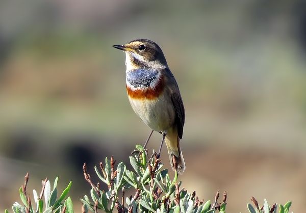 Bluethroat