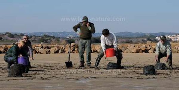 Building Flamingo nest mounds at Castro Marim Nature Reserve in spring 2012