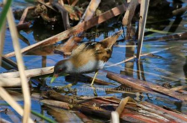 Little Crake