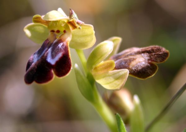 Ophrys dyris