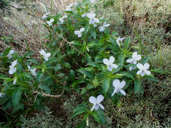 Viola arborescens - Woody Violet